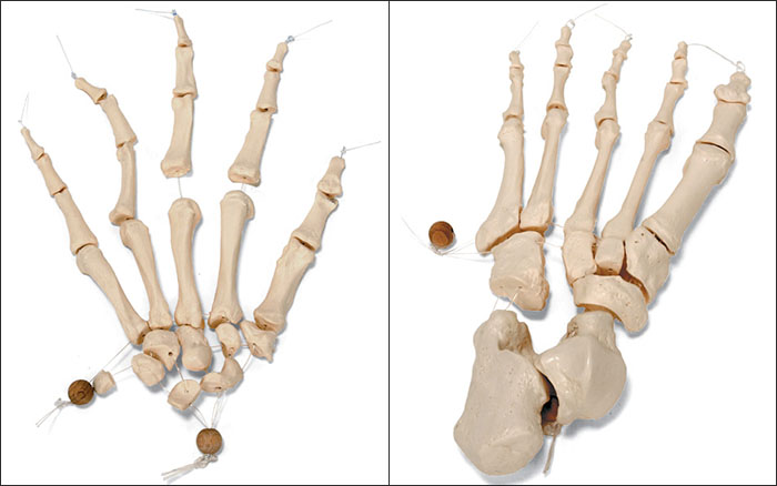 人体模型　骨格分離/半身　詳細