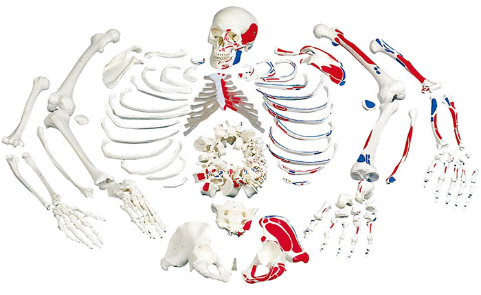 人体模型　骨格分離/筋表示,全身