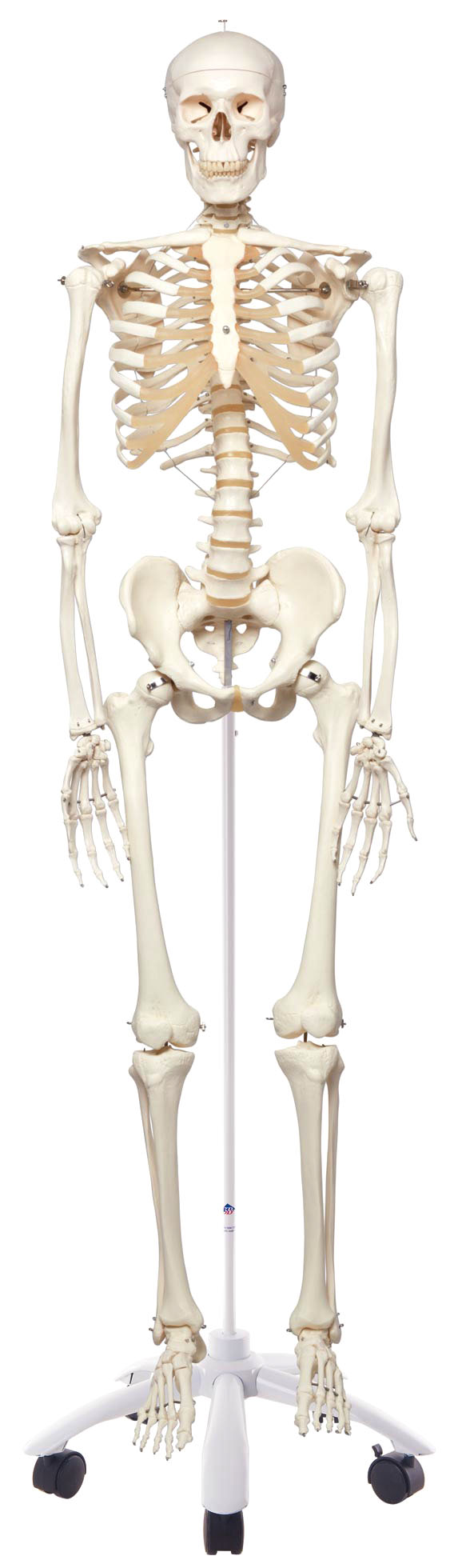 人体骨头重量 人体骨头名称 人体骨头图片 人体骨头结构图
