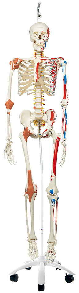 全身骨格/靭帯,筋始終表示,吊り下げ型