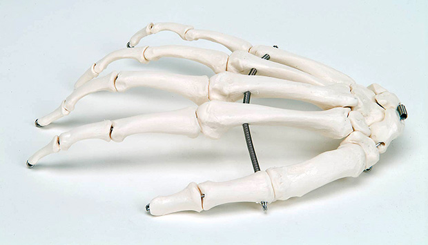 人体模型　手の骨