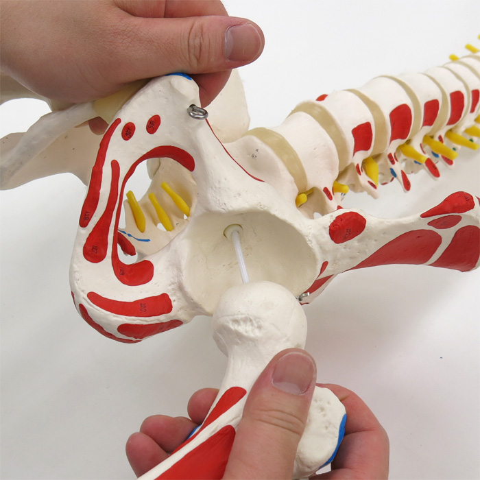 人体模型 脊柱/大腿骨,筋起始,停止部表示付