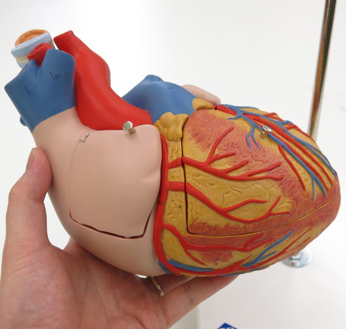 人体模型 心臓/2倍大,5分解