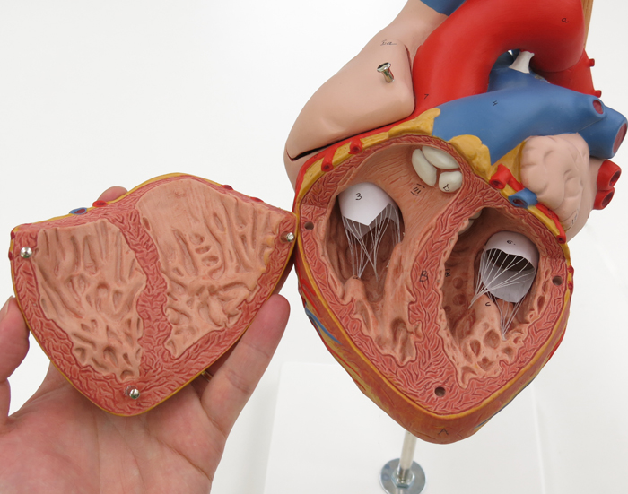 人体模型 心臓/2倍大,5分解