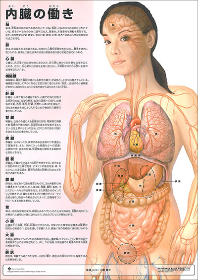 人体解剖図（人体図）　ミニポスター　内臓の働き