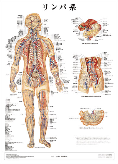 人体解剖図（人体図）　リンパ系