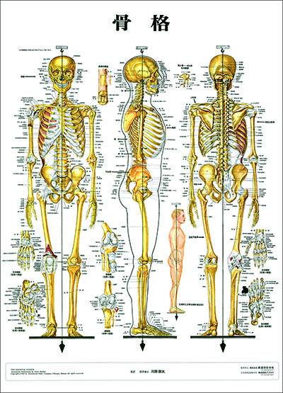 人体解剖図（人体図）　骨格