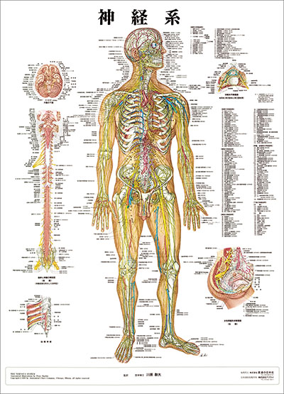 人体解剖図（人体図）　神経系