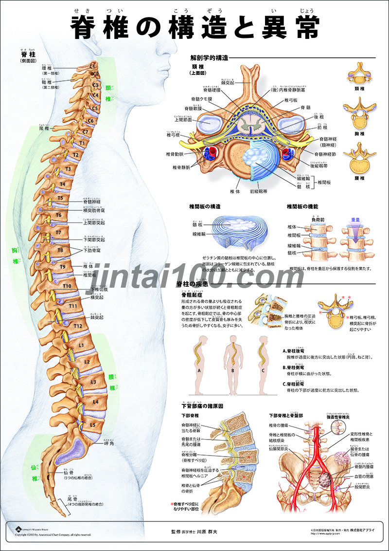 脊椎 - Vertebral column - JapaneseClass.jp