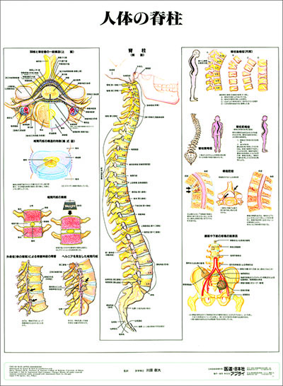 人体解剖図（人体図）　人体の脊柱