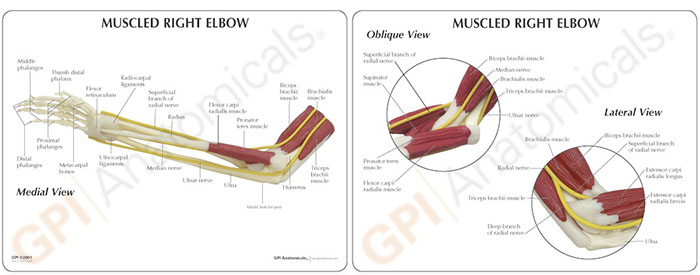 人体模型　肘関節/筋付き　詳細画像