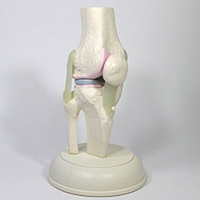 人体模型　膝関節模型＜膝蓋骨スライド型＞　詳細画像01