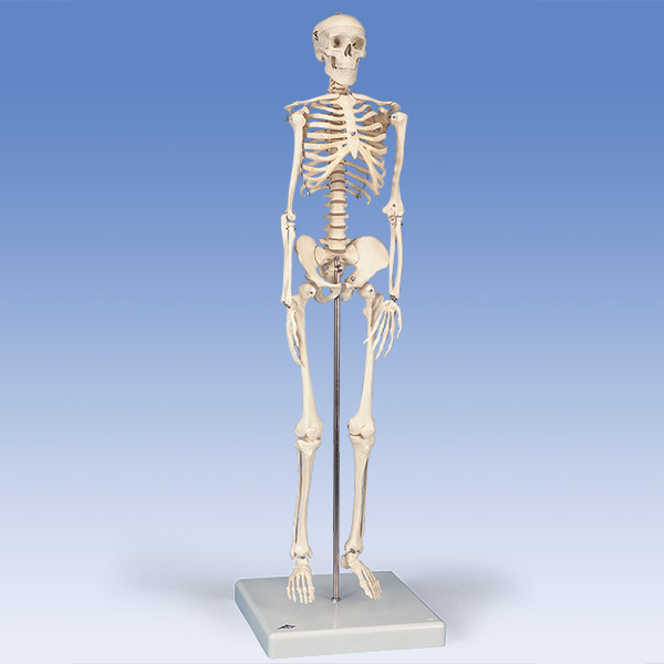 配送員設置 新品未使用 人体模型 等身大スケール 解剖学 骨格標本 骨 
