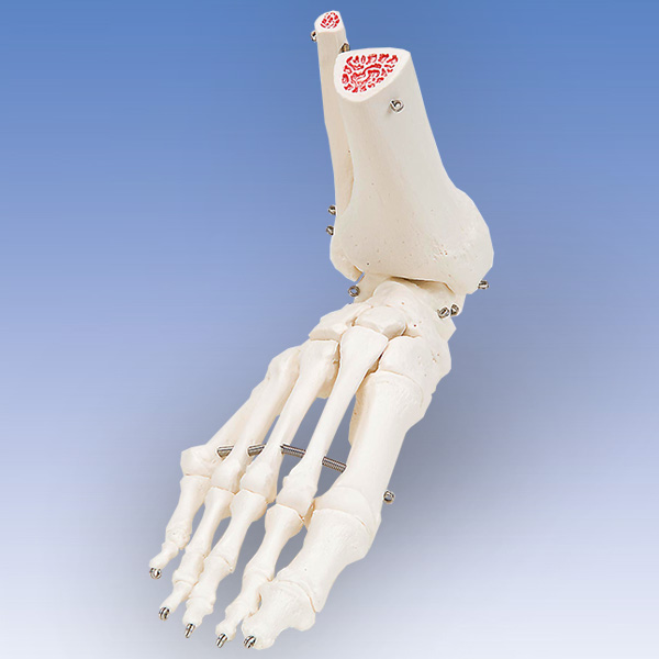 人体模型 足の骨/脛骨・腓骨付