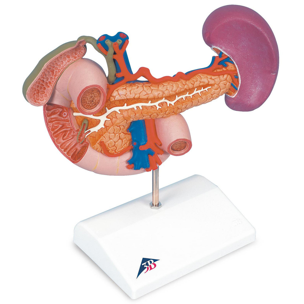 人体模型 膵臓/周辺器管