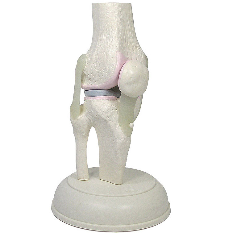 人体模型 膝関節模型＜膝蓋骨スライド型＞