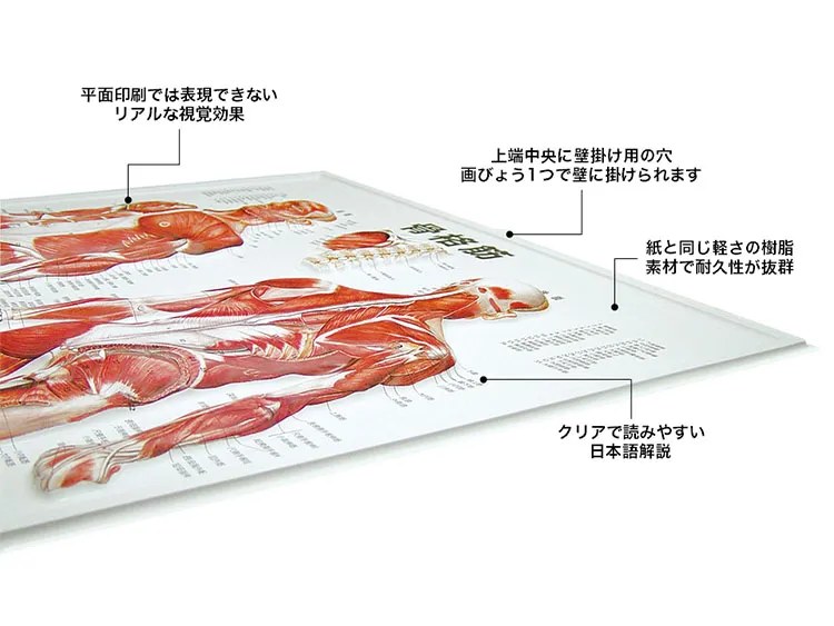 3Dチャート（解剖図）の特徴