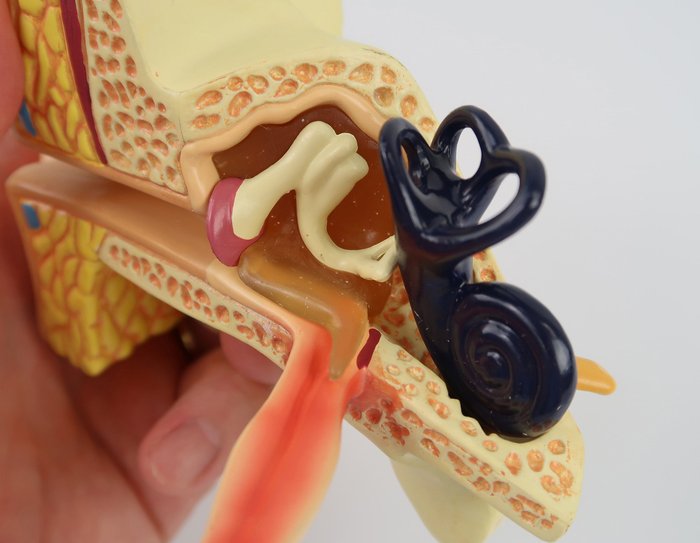 中耳にたまった液体，鼓膜，耳小骨，三半規管，蝸牛なども観察できます