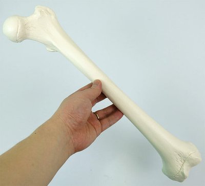 大腿骨