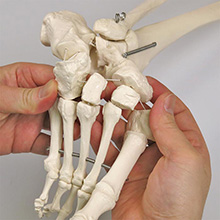 人体模型　詳細画像
