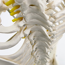 人体模型 詳細画像