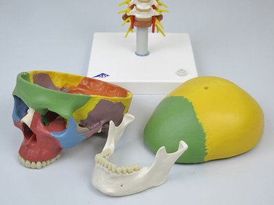 頭蓋冠,頭蓋底,下顎骨の3分解