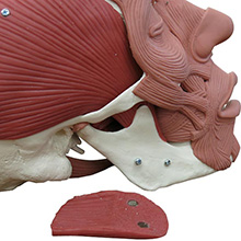 人体模型 詳細画像