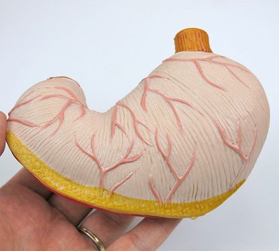 胃：正面
