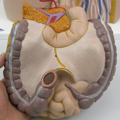 腸：背面