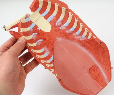 腹部パーツ：裏側より