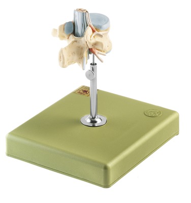 人体模型　脊髄付第２腰椎模型　詳細画像01