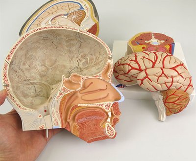左半頭の脳は取り外せます