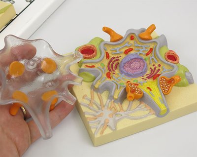 核やミトコンドリアなど確認できます