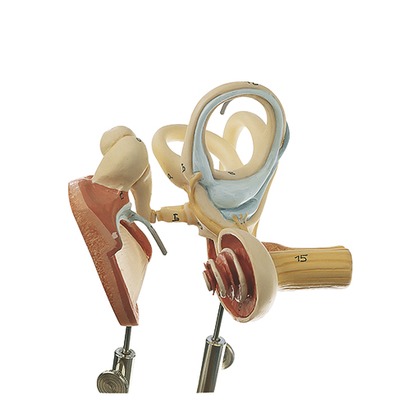 人体模型　鼓膜、耳小骨、内耳模型　詳細画像01