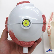 人体模型　眼球/5倍大,眼瞼と涙器付　詳細画像