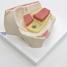人体模型　眼球/5倍大,眼瞼と涙器付　詳細画像
