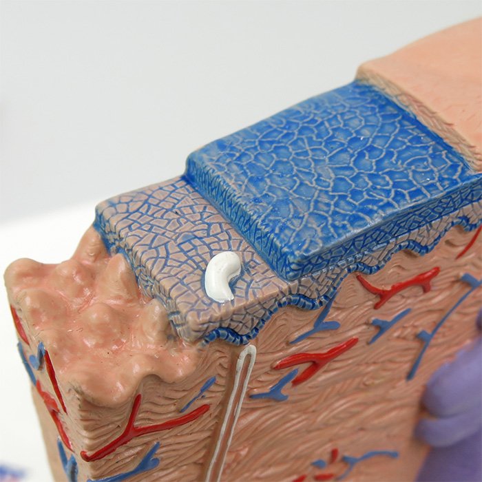 表皮：基底層や有棘層など