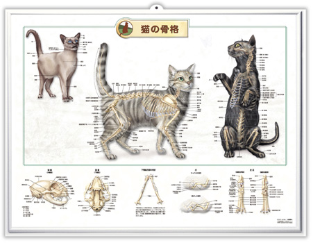 （医学ポスター）　3Dチャート　猫の骨格 詳細画像2