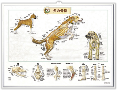 （医学ポスター）　3Dチャート　犬の骨格 詳細画像2