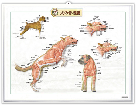 （医学ポスター）　3Dチャート　犬の骨格筋 詳細画像2