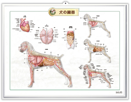 （医学ポスター）　3Dチャート　犬の臓器 詳細画像2