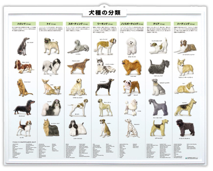 (医学ポスター) 3Dチャート 犬種の分類 詳細画像2