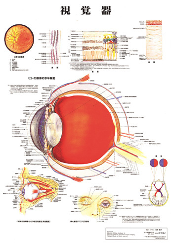 （医学ポスター）　医学掛図　視覚器 詳細画像1