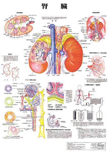 （医学ポスター）　医学掛図　腎臓 詳細画像1