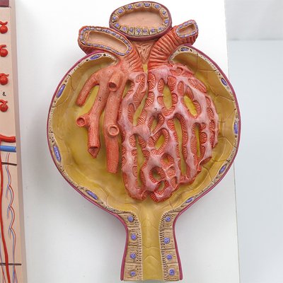 700倍大の腎小体:正面