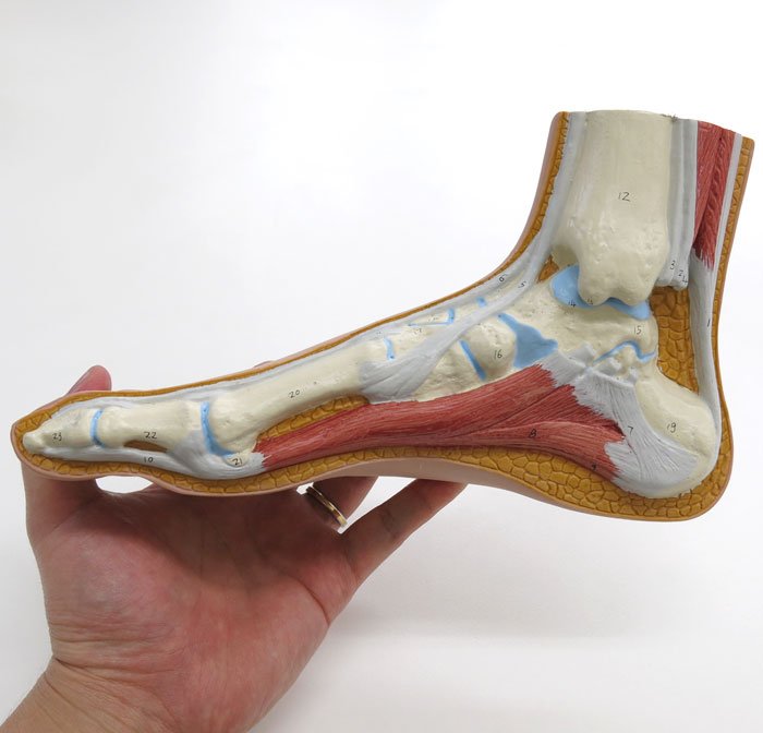 内側面