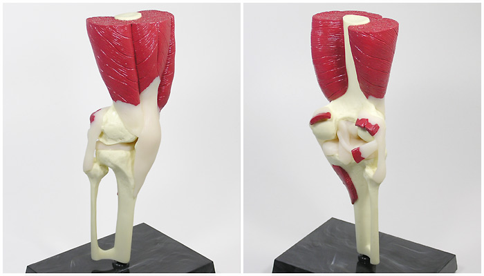 筋付き膝関節モデル（大腿四頭筋・ACL）の全体像