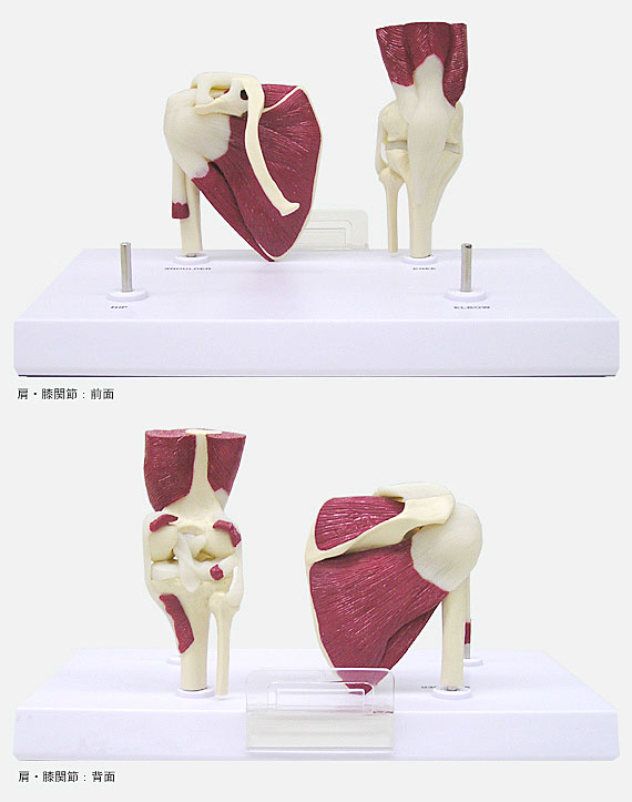 筋付きミニ膝関節とミニ股関節のアップ画像