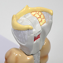 正常な甲状腺を装着した状態のモデルアップ