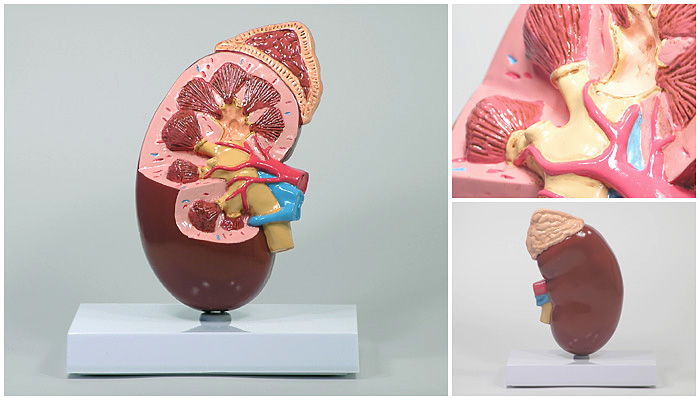 2倍大の腎臓断面模型。副腎や腎動静脈が確認できる。
